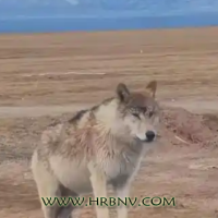 可可西里网红狼之殇：敲响野生动物保护警钟