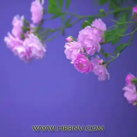 内心越强大的女人，在这几件事上越“不合群”，很厉害